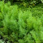 Aromatiques - Aneth Officinal - BIO - face recto